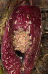 Skunk cabbage